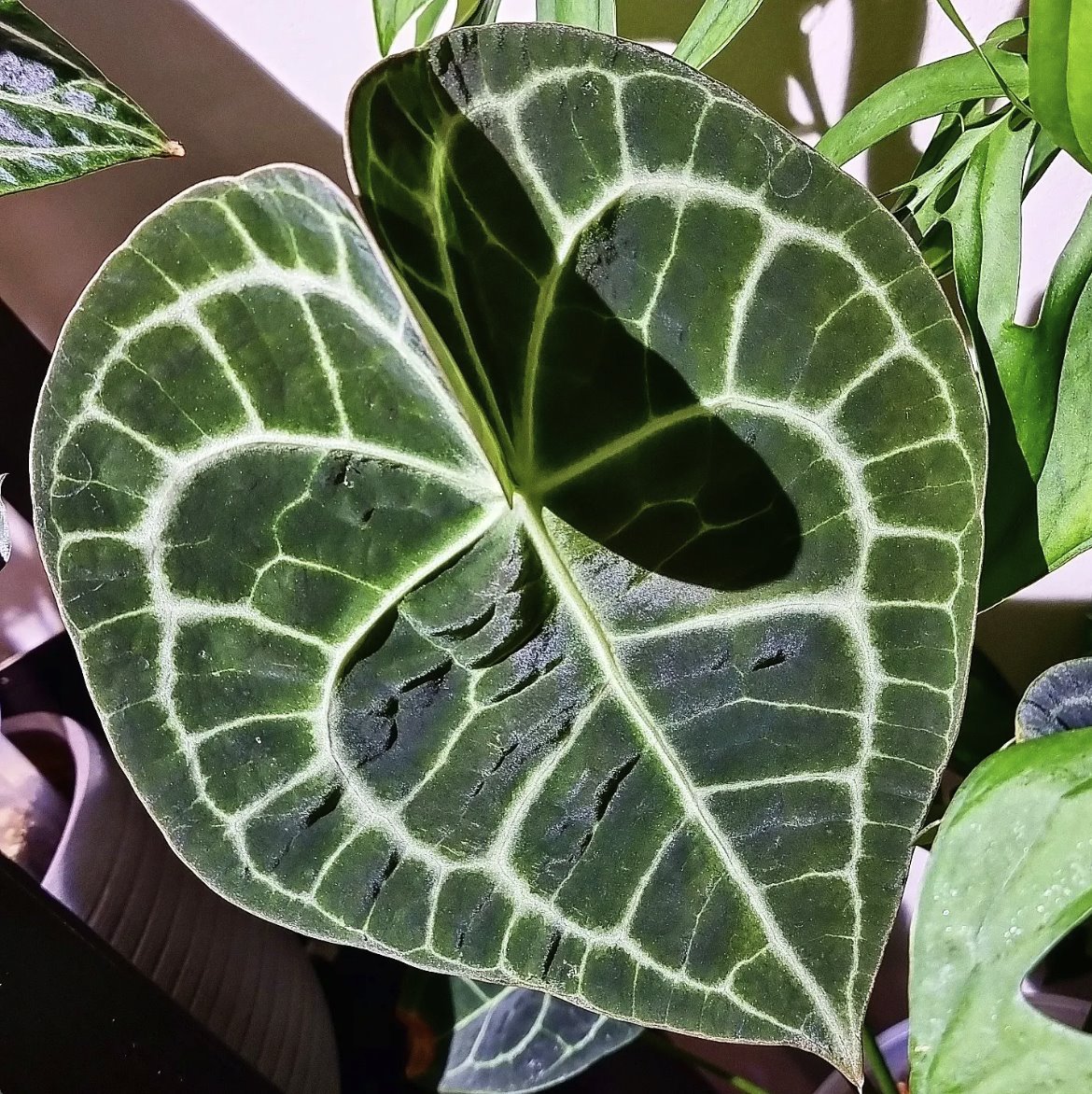 Anthurium clarinervium — The Leaf Gallery photo 1