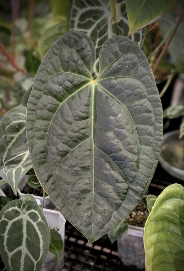 (Crystallinum × Magnificum) × Luxurians — The Leaf Gallery photo 1