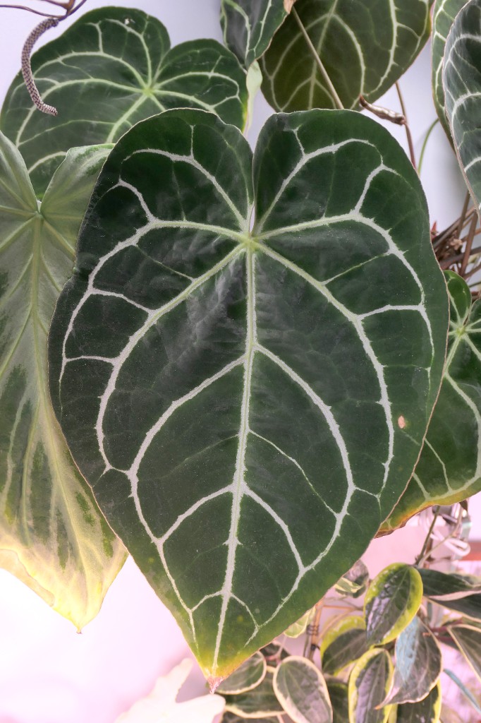 Anthurium crystallinum — community sample photo 1