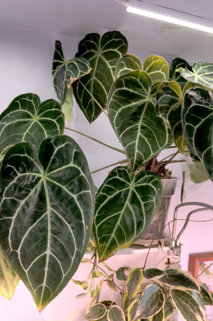 Anthurium crystallinum — community sample photo 2