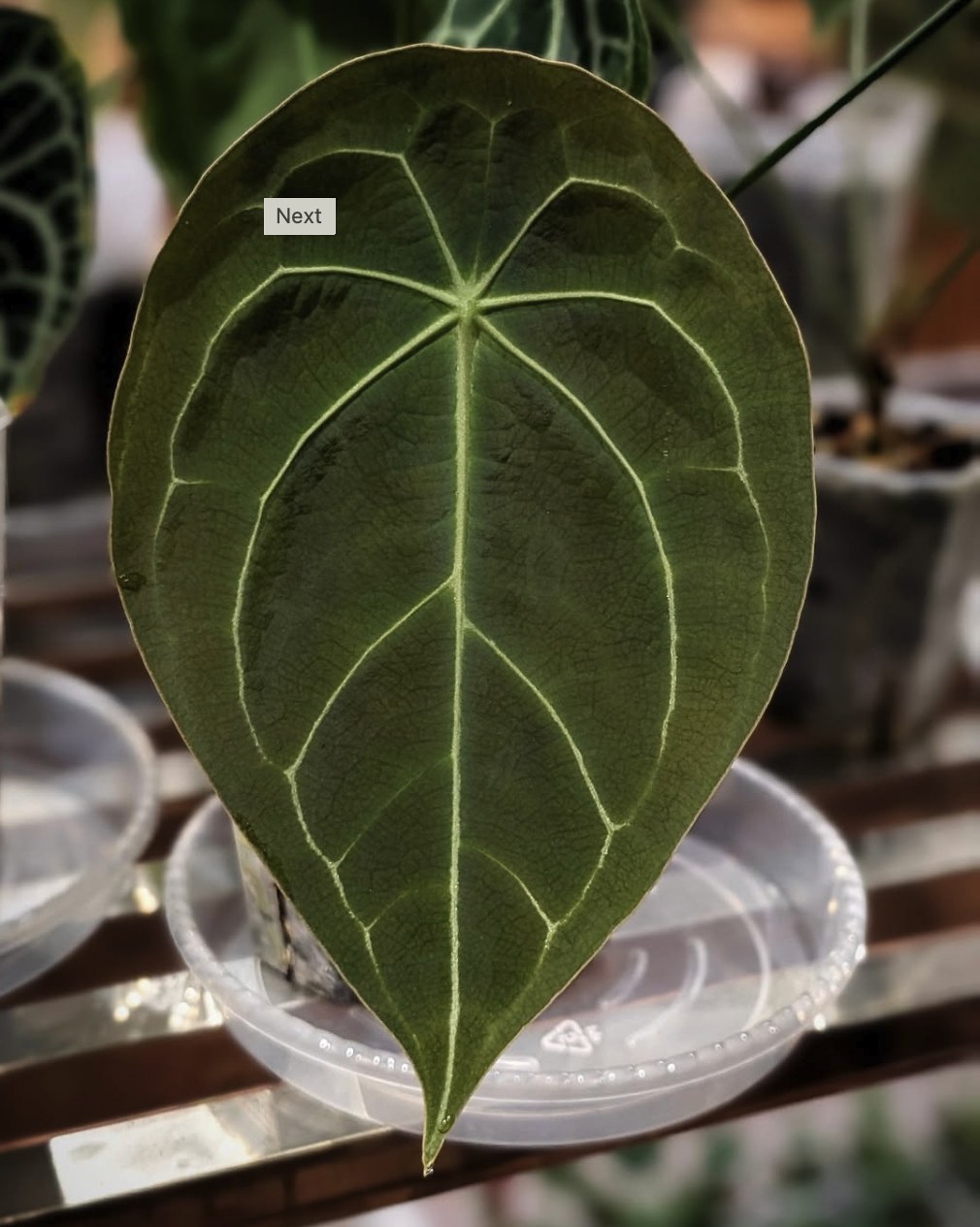 Anthurium forgetii Dark Form — The Leaf Gallery photo 1