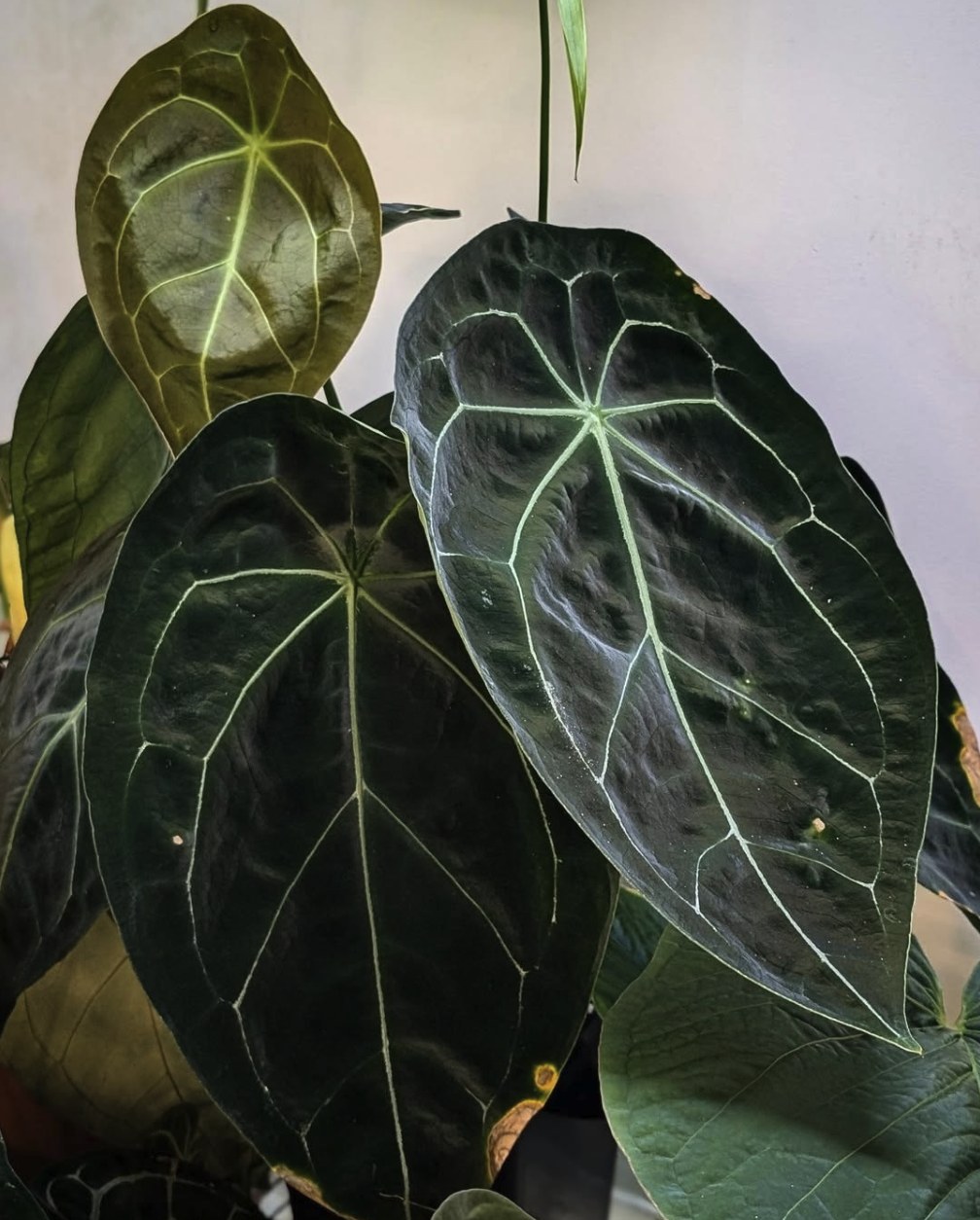 Anthurium forgetii Dark Form — The Leaf Gallery photo 2