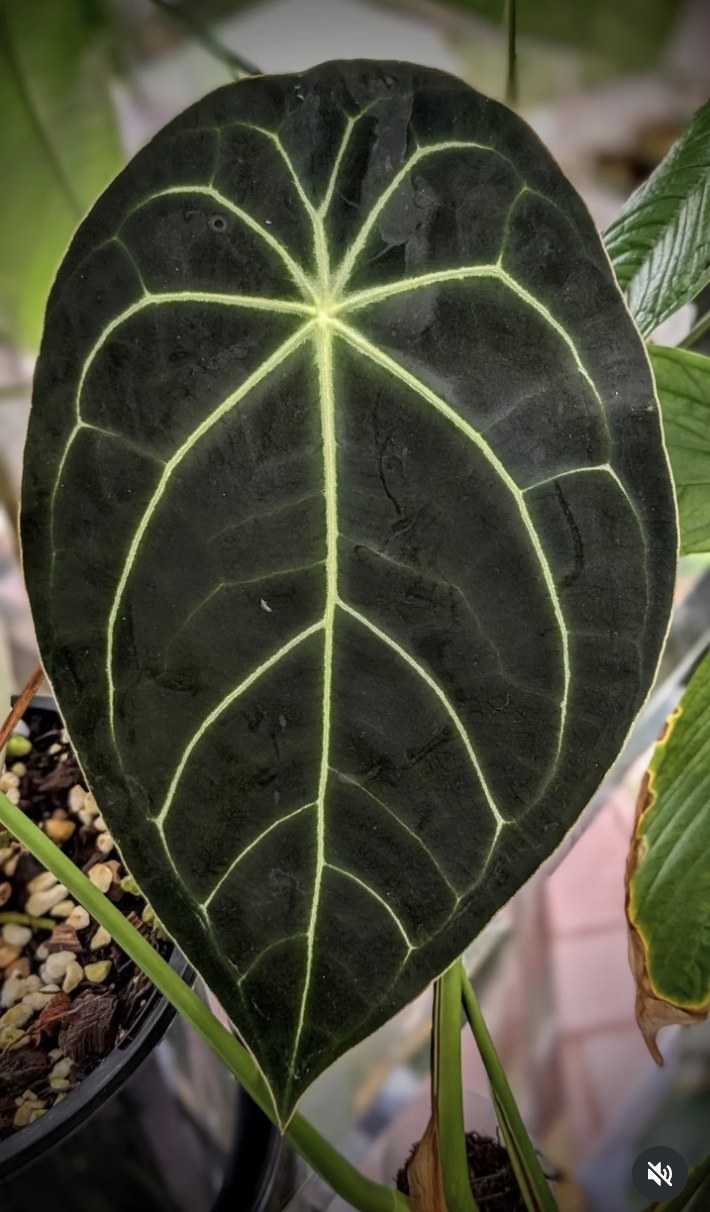 Anthurium forgetii Dark Form — The Leaf Gallery photo 3