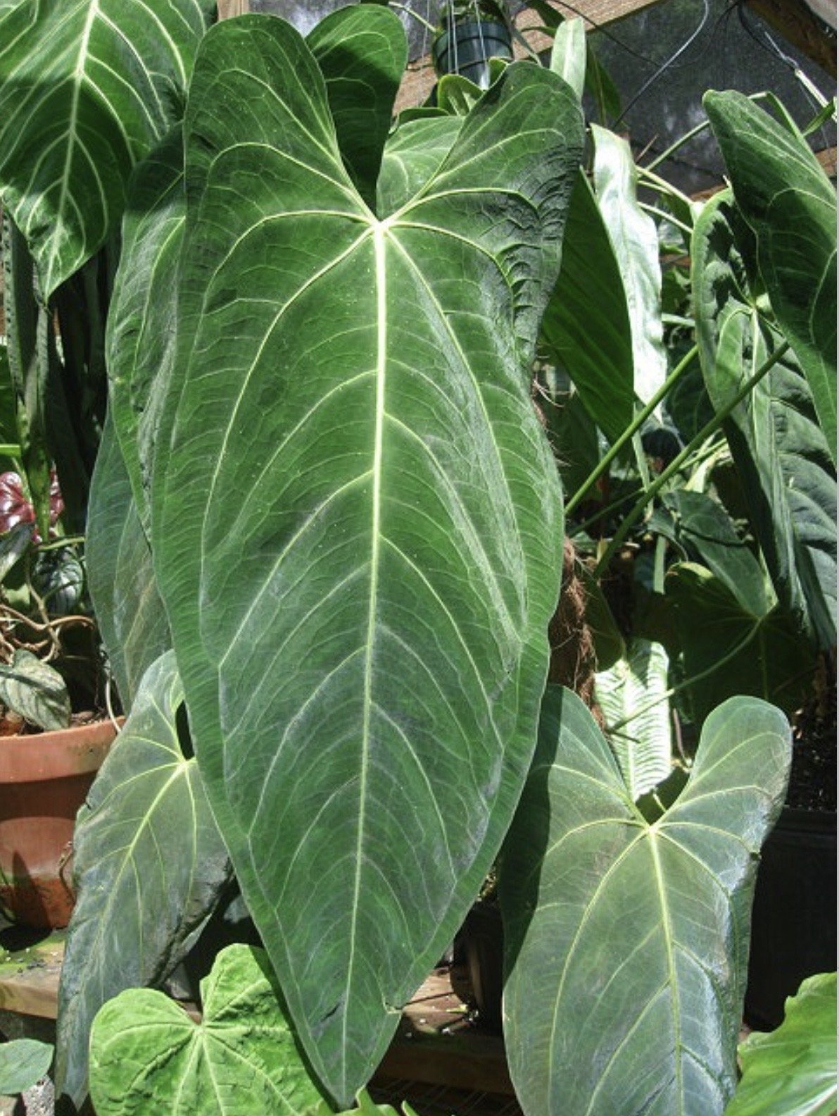 Dark Mama — NSE Tropicals photo 1
