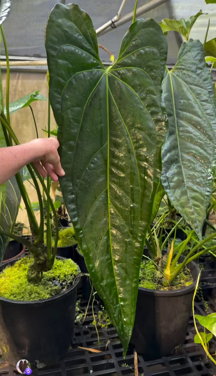 Dark Mama — NSE Tropicals photo 2