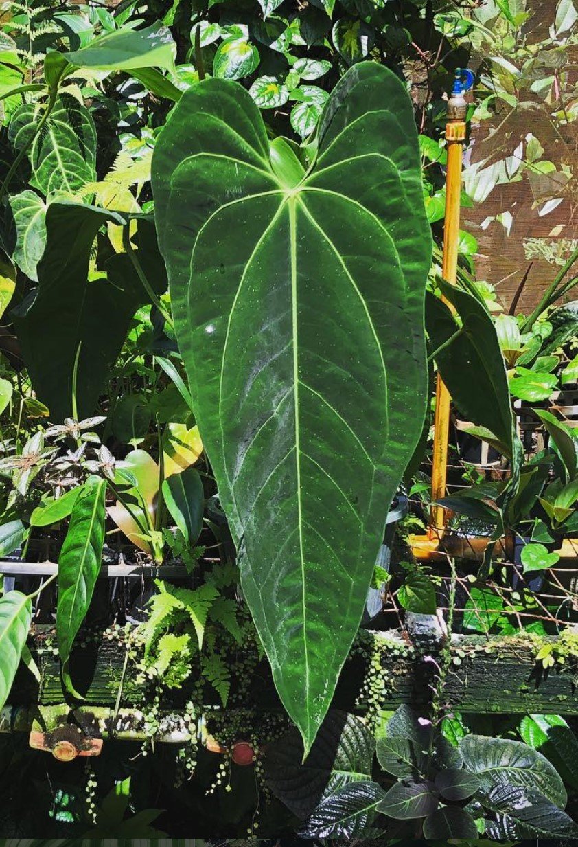 Dark Mama — NSE Tropicals photo 3