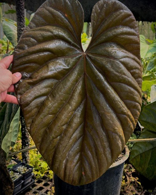 Anthurium debile — Understory Oasis photo 1