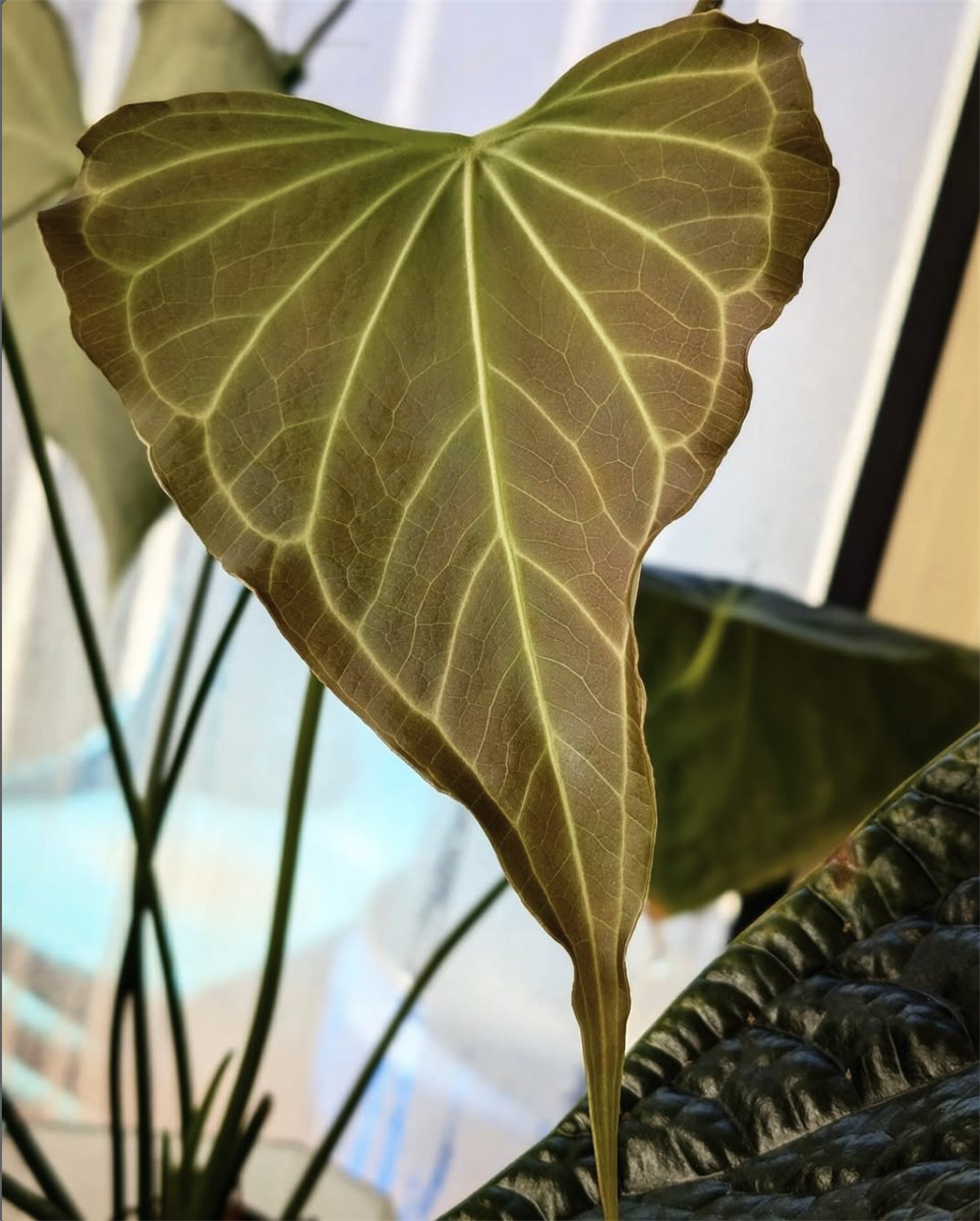 Delta Force — The Leaf Gallery photo 1