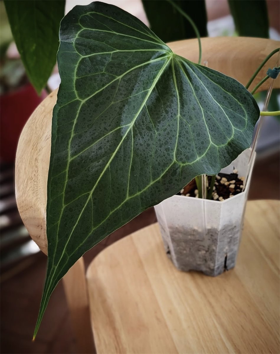 Delta Force — The Leaf Gallery photo 2