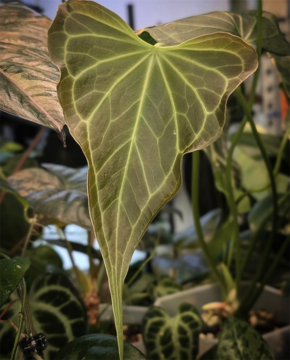 Delta Force — The Leaf Gallery photo 3