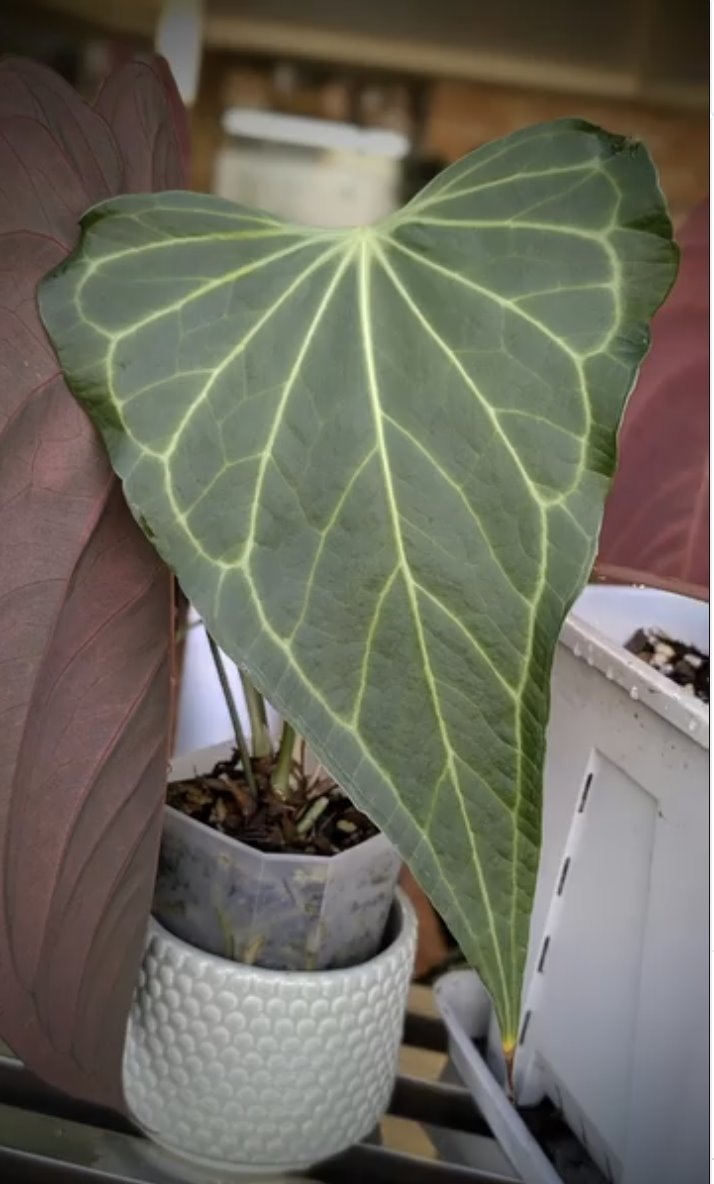 Delta Force — The Leaf Gallery photo 5