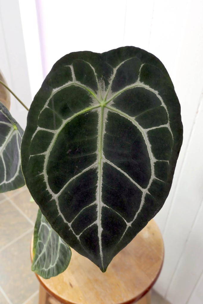 Demogorgon — community sample photo 1
