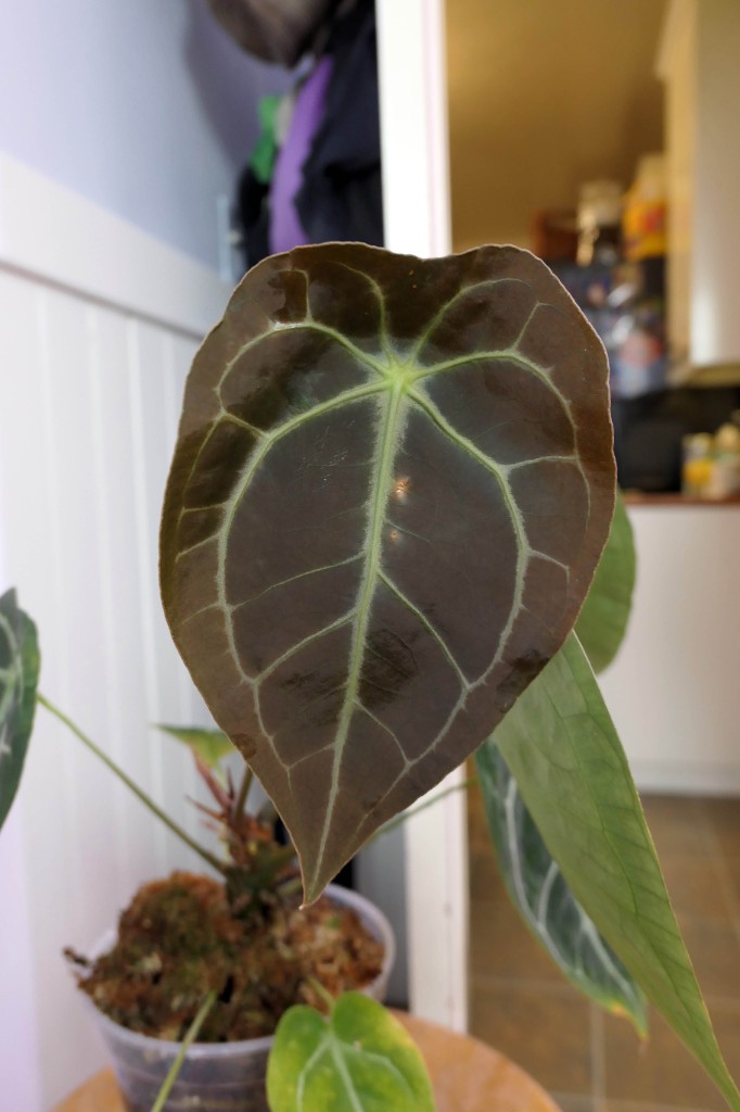 Demogorgon — community sample photo 2