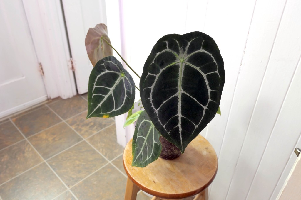 Demogorgon — community sample photo 3