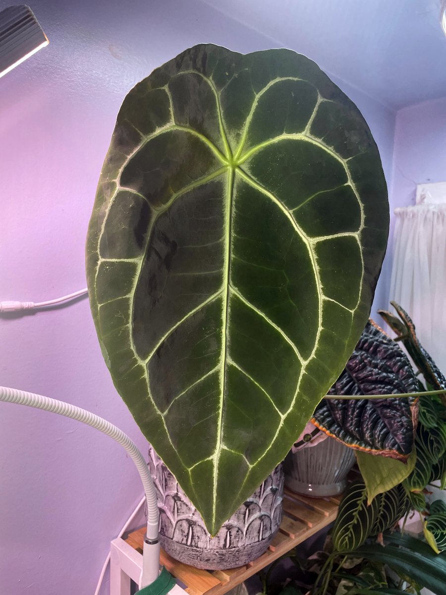 Demogorgon — community sample photo