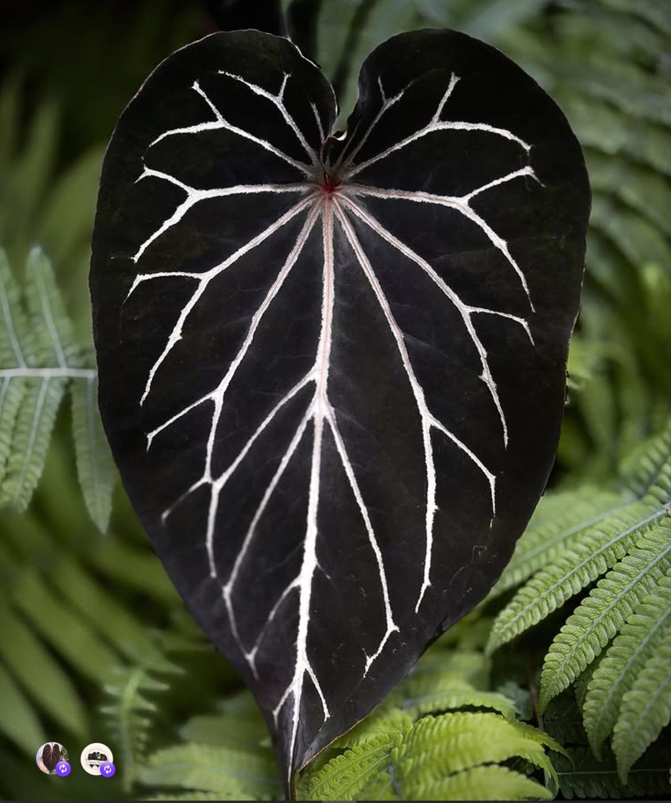 Dendrite — Understory Oasis photo 1