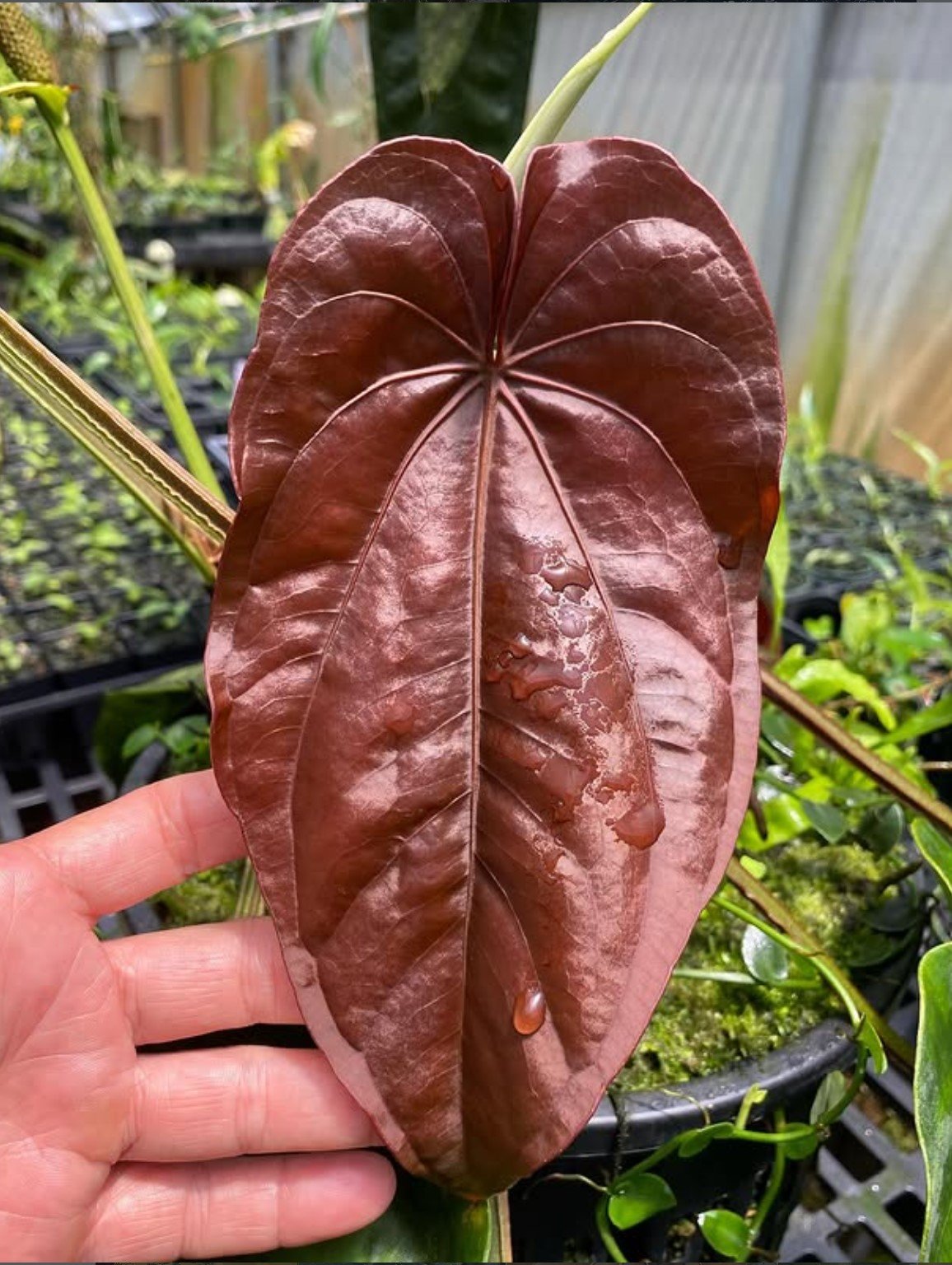 Anthurium dressleri — NSE Tropicals photo 1