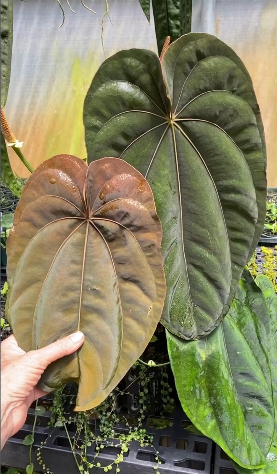 Dressleri Río Guanche — NSE Tropicals photo 2