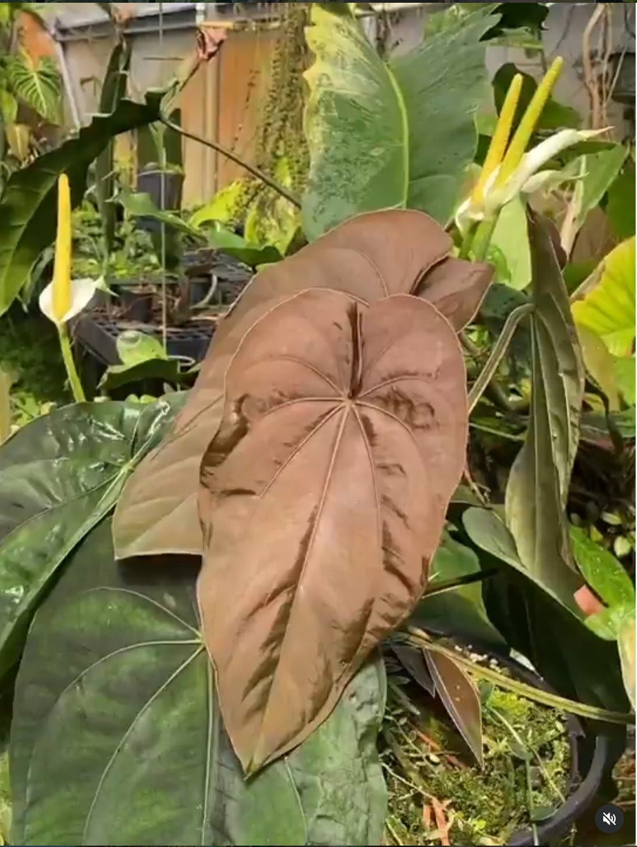 Dressleri Río Guanche — NSE Tropicals photo 3