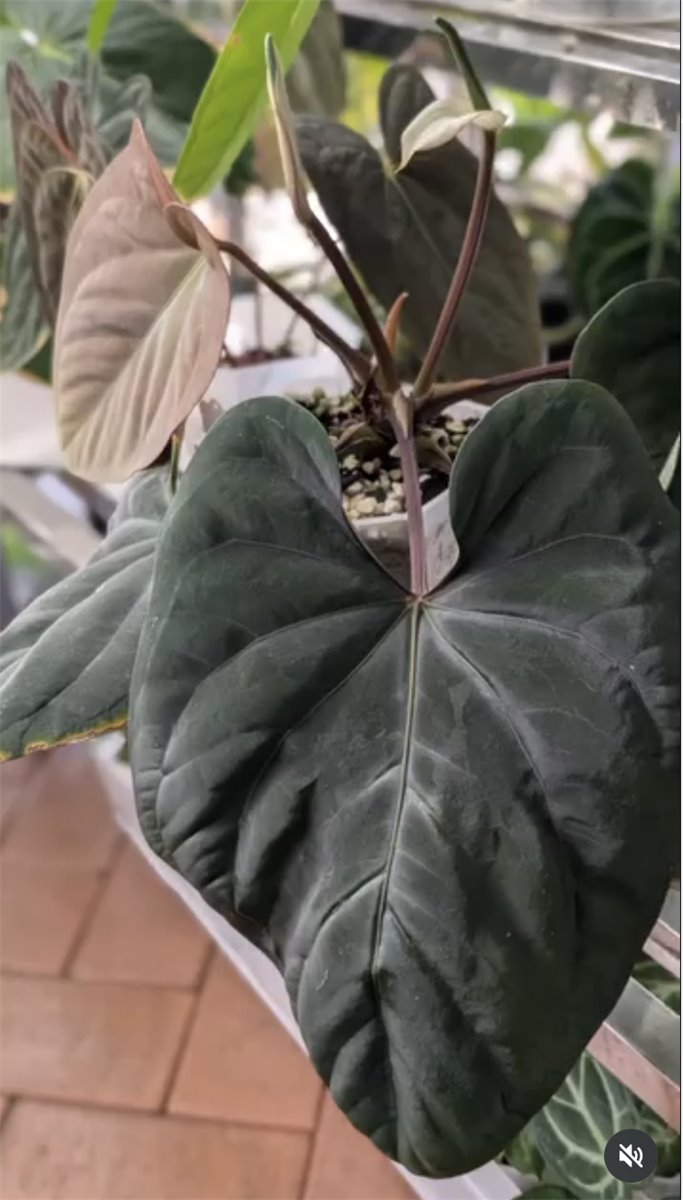 Anthurium dressleri — The Leaf Gallery photo 1