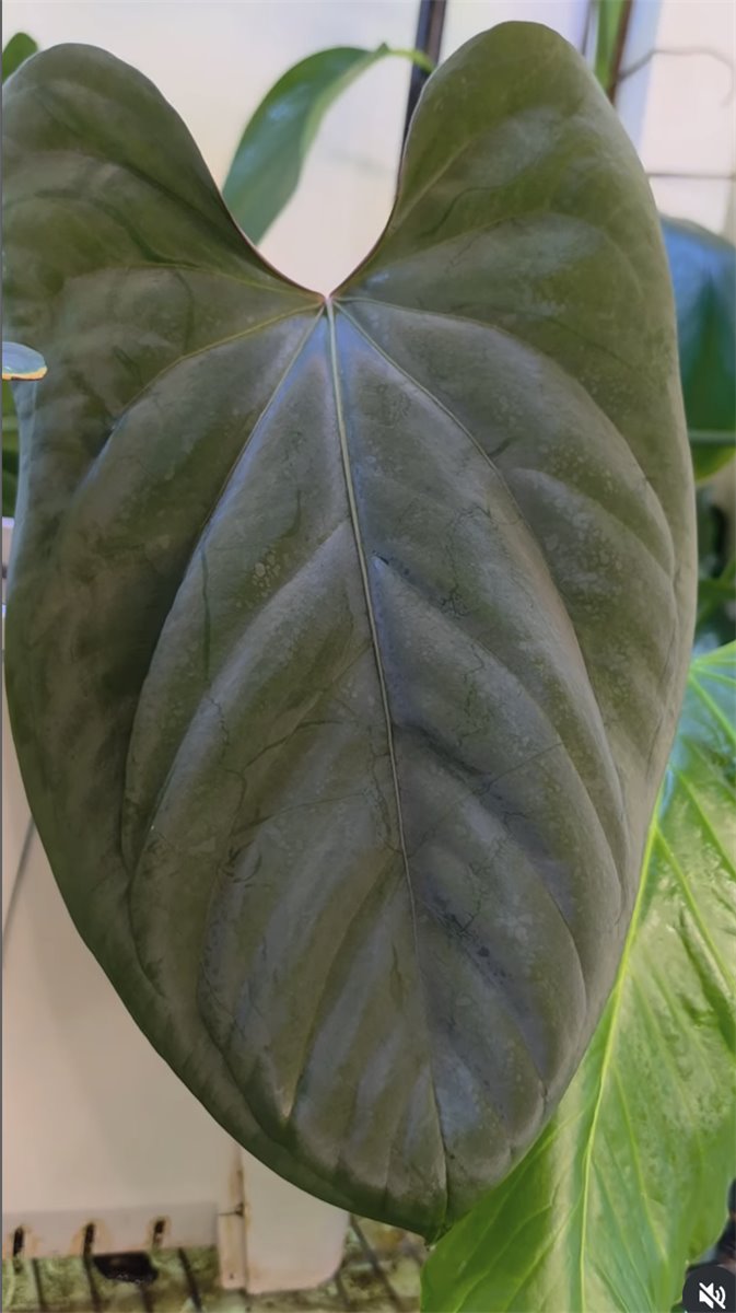 Anthurium dressleri — The Leaf Gallery photo 2