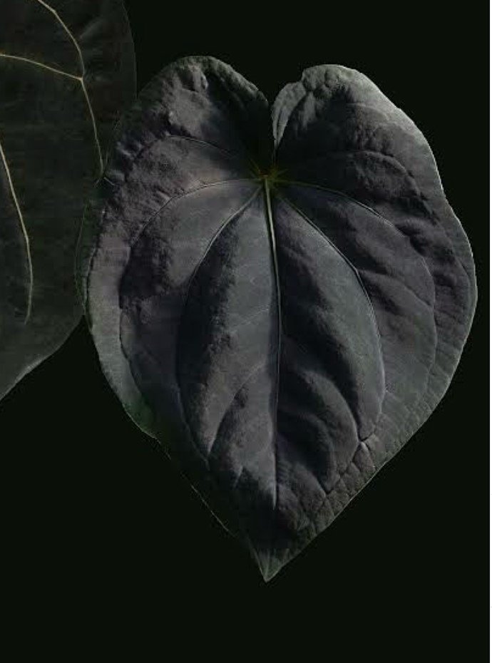 Anthurium dressleri (Eastern Panama) — WuHoo Tropicals photo 1
