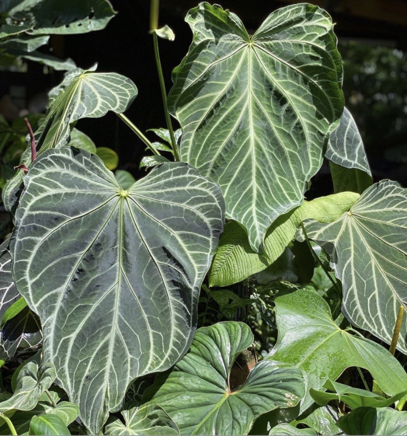 Fairchild Crystallinum — NSE Tropicals photo 1
