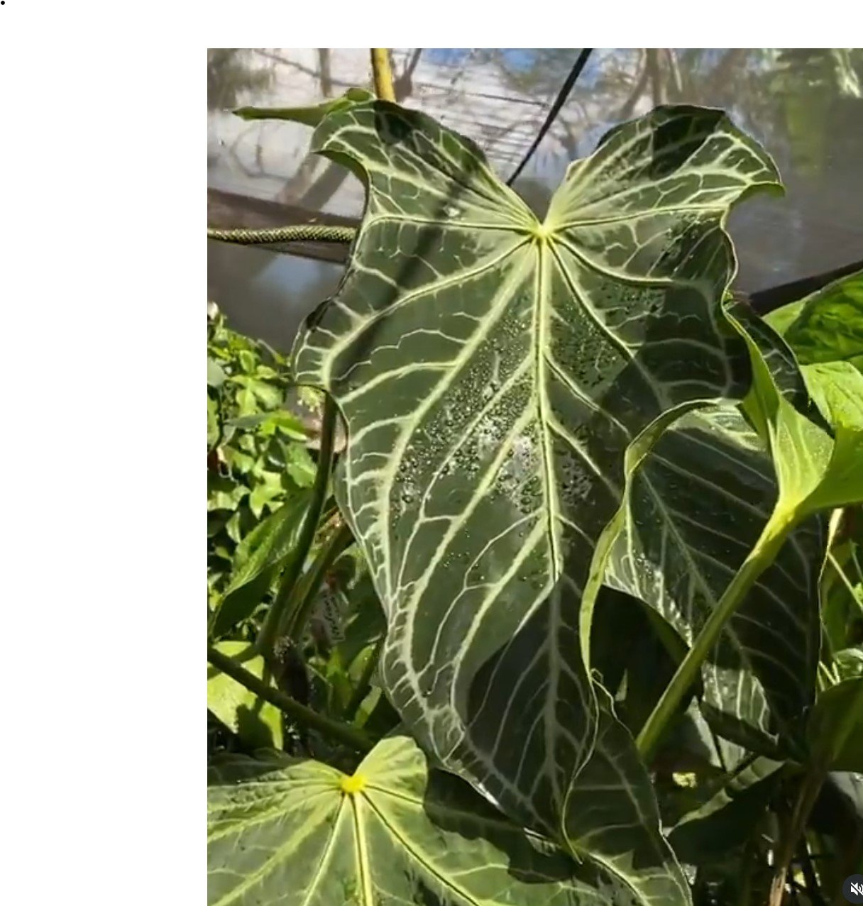 Fairchild Crystallinum — NSE Tropicals photo 2