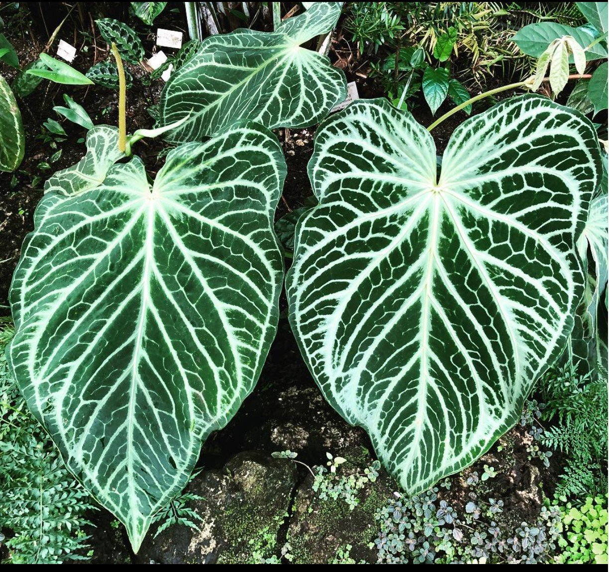 Fairchild Crystallinum — NSE Tropicals photo 3