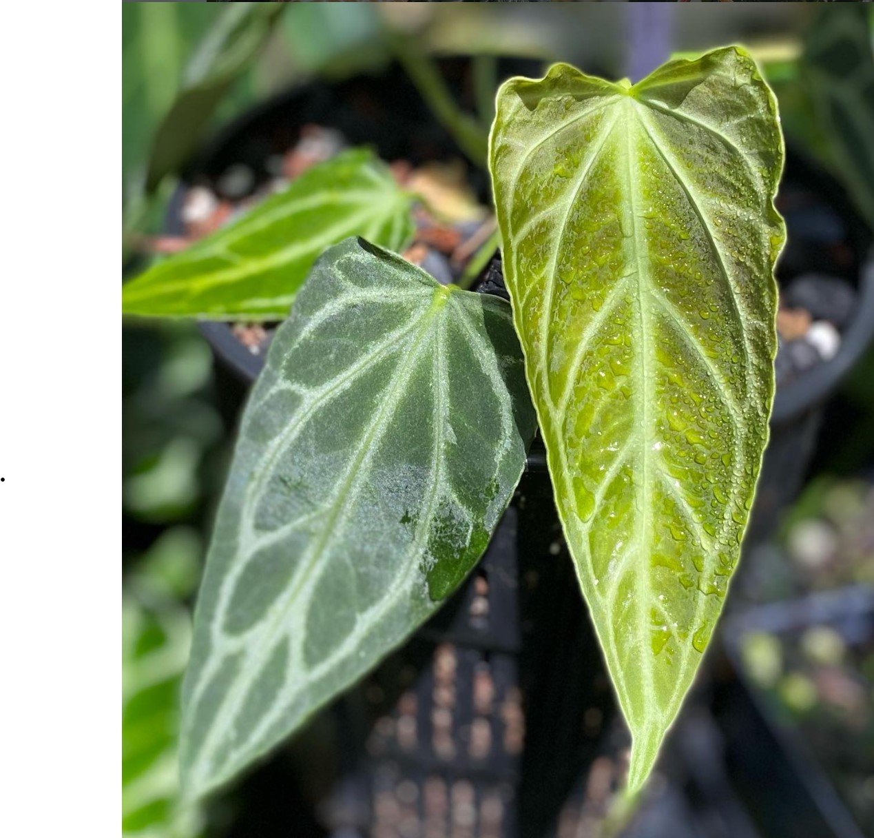 Fairchild × Warocqueanum — NSE Tropicals photo 1