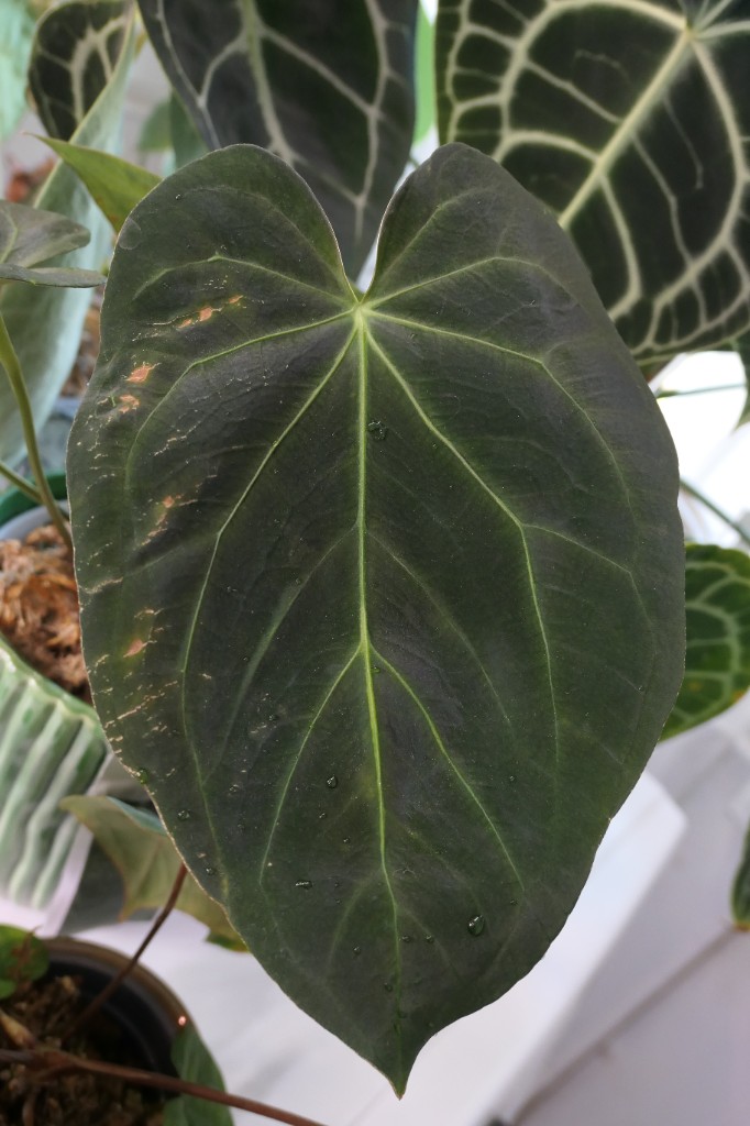 Fat Mama — community sample photo 1