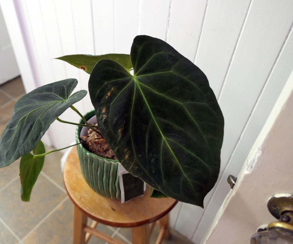 Fat Mama — community sample photo 2