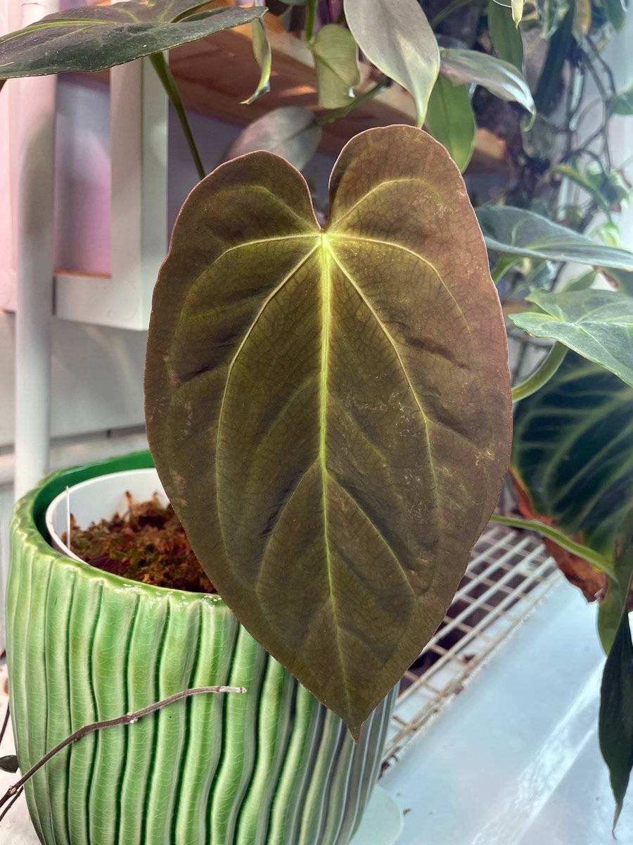 Fat Mama — community sample photo