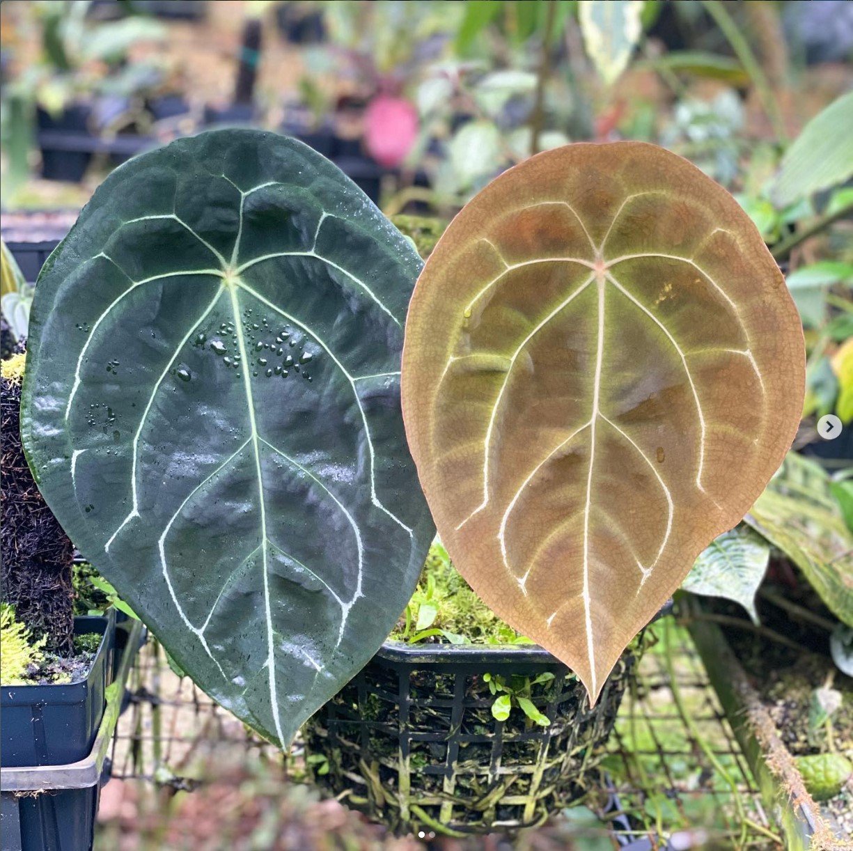 Anthurium forgetii — NSE Tropicals photo 1