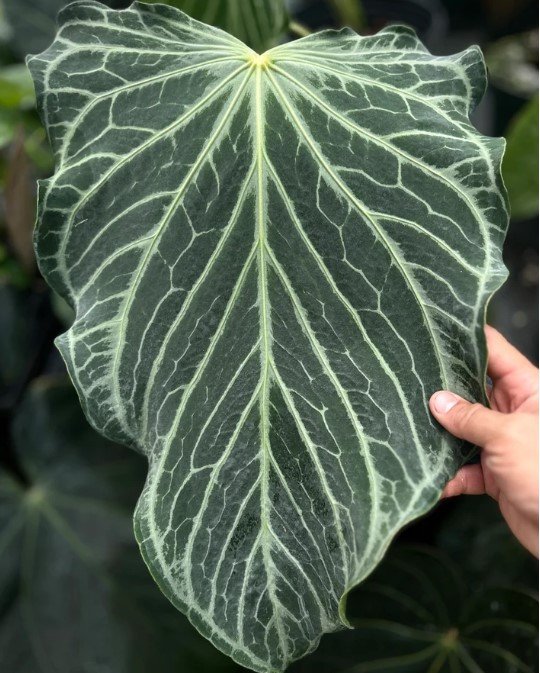 Fairchild Crystallinum × self — Understory Oasis photo 1