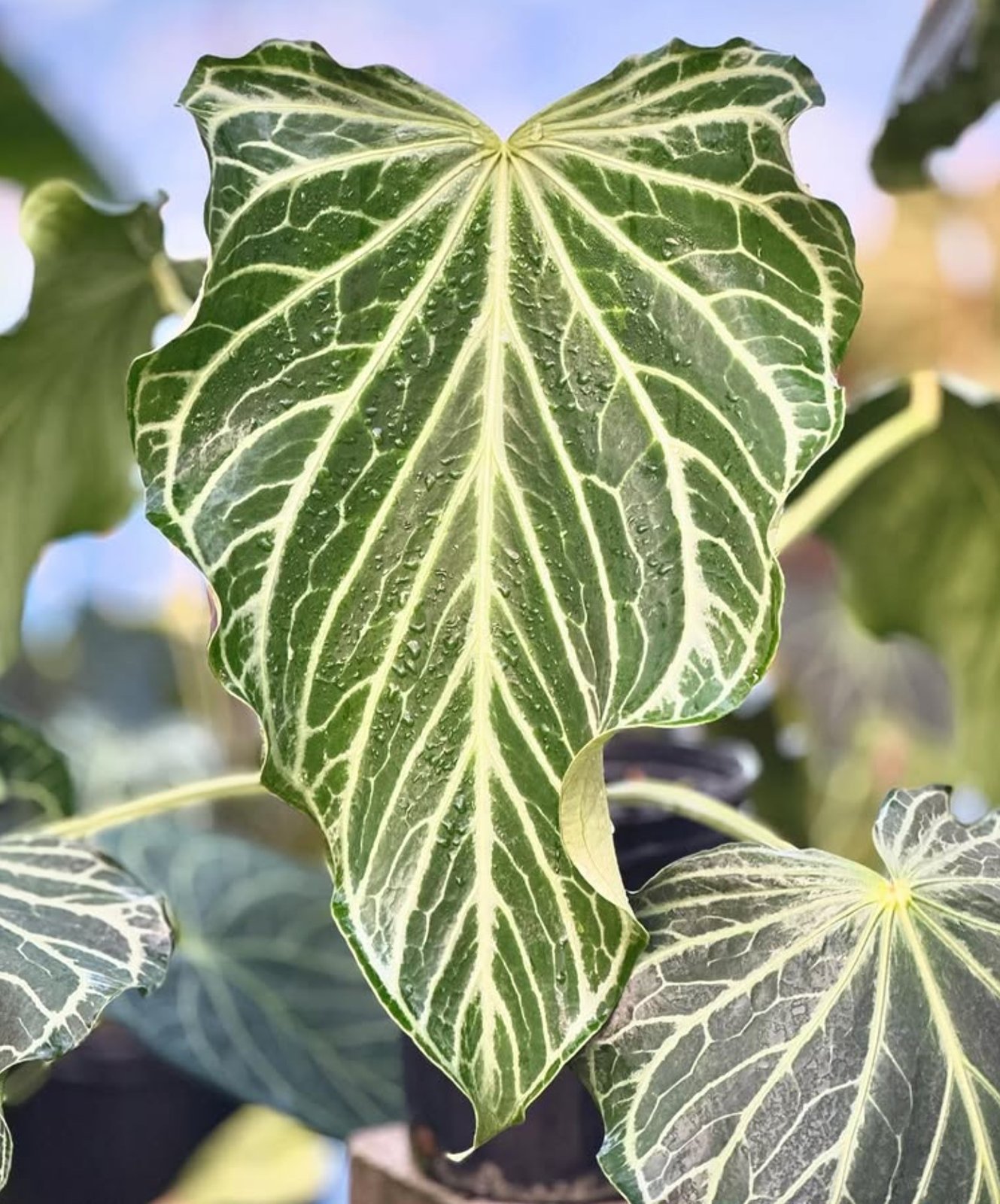 Fairchild Crystallinum × self — Understory Oasis photo 2