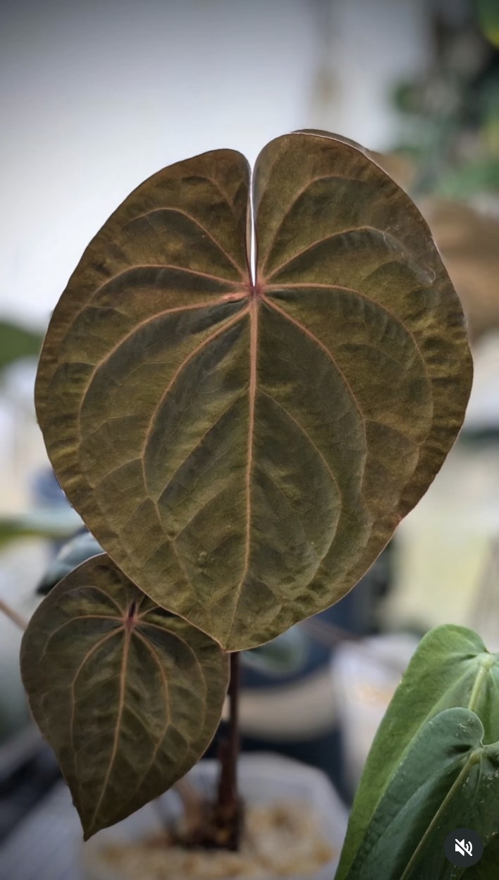 Hoffmannii Bloodmoon — The Leaf Gallery photo 1