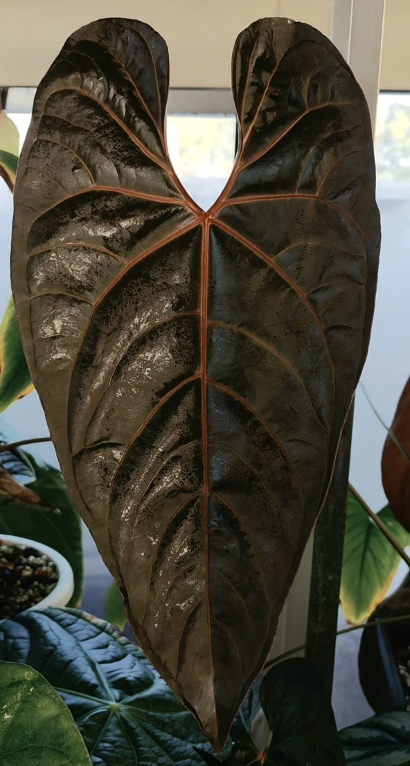 Ingrid de Portilla — The Leaf Gallery photo 1