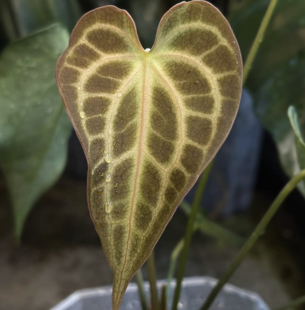 King Clarinervium — The Leaf Gallery photo 1