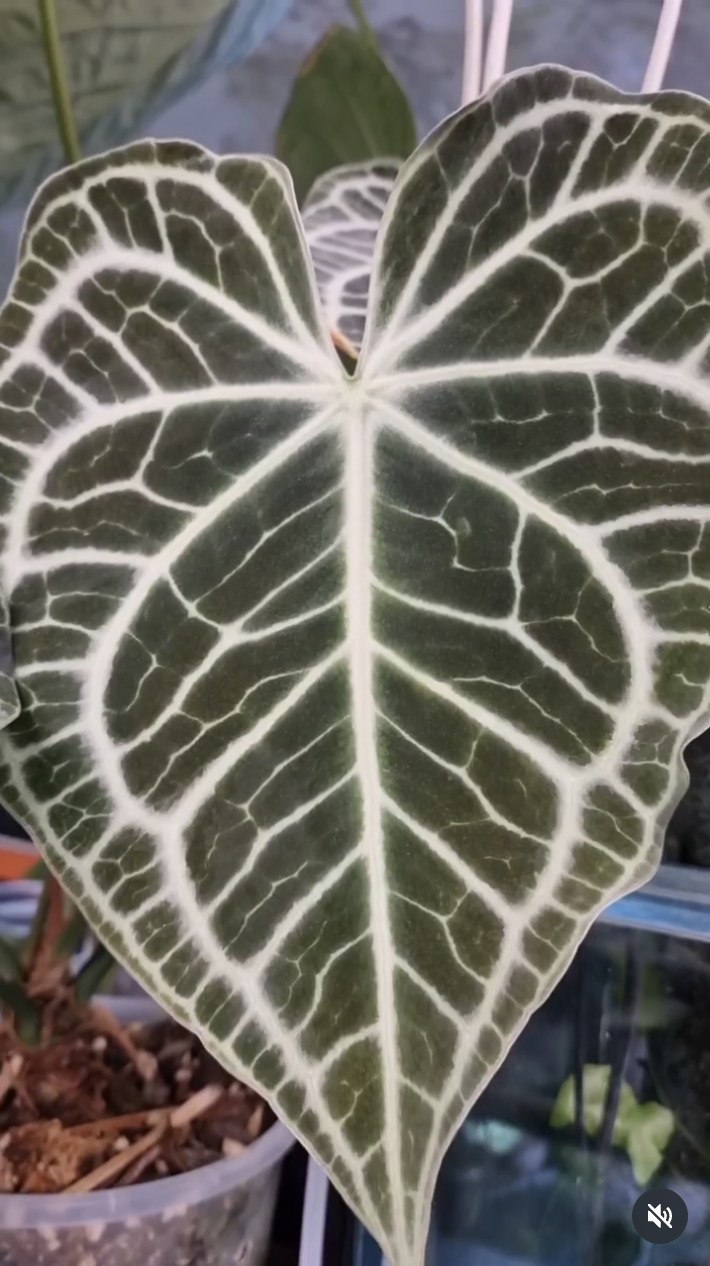 King Clarinervium — The Leaf Gallery photo 2