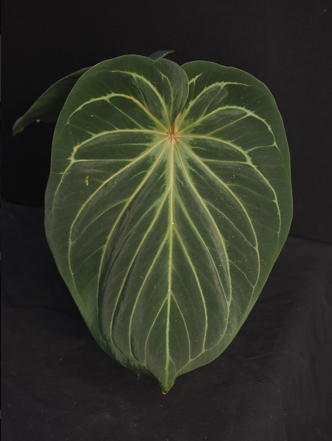 King of Spades — WuHoo Tropicals photo 1
