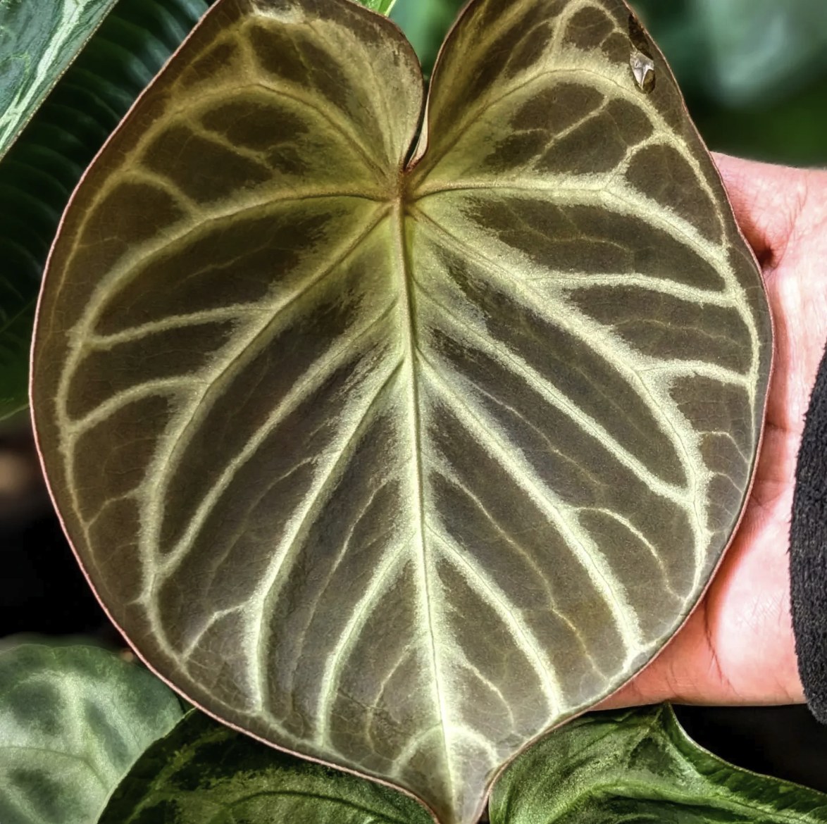 King of Spades × Red Crystallinum — The Leaf Gallery photo 1