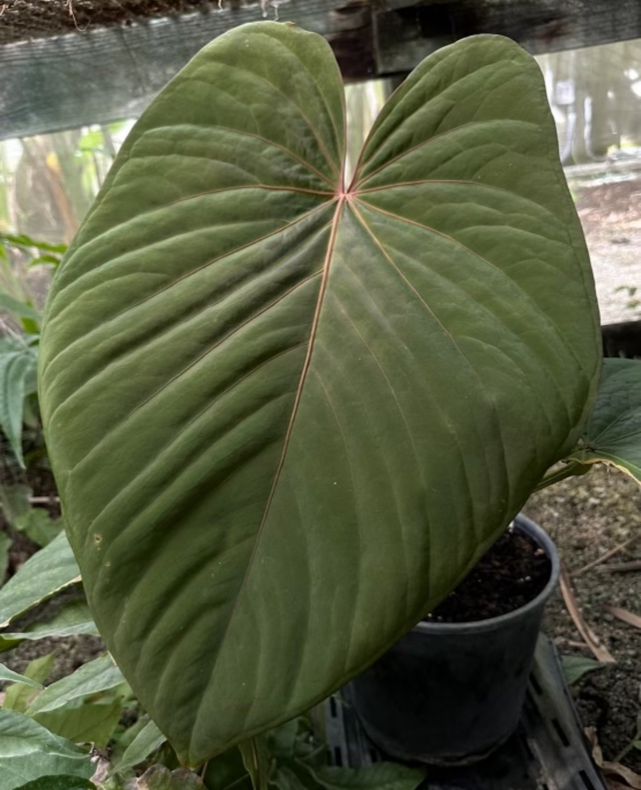 Anthurium kunayalense — NSE Tropicals photo 1