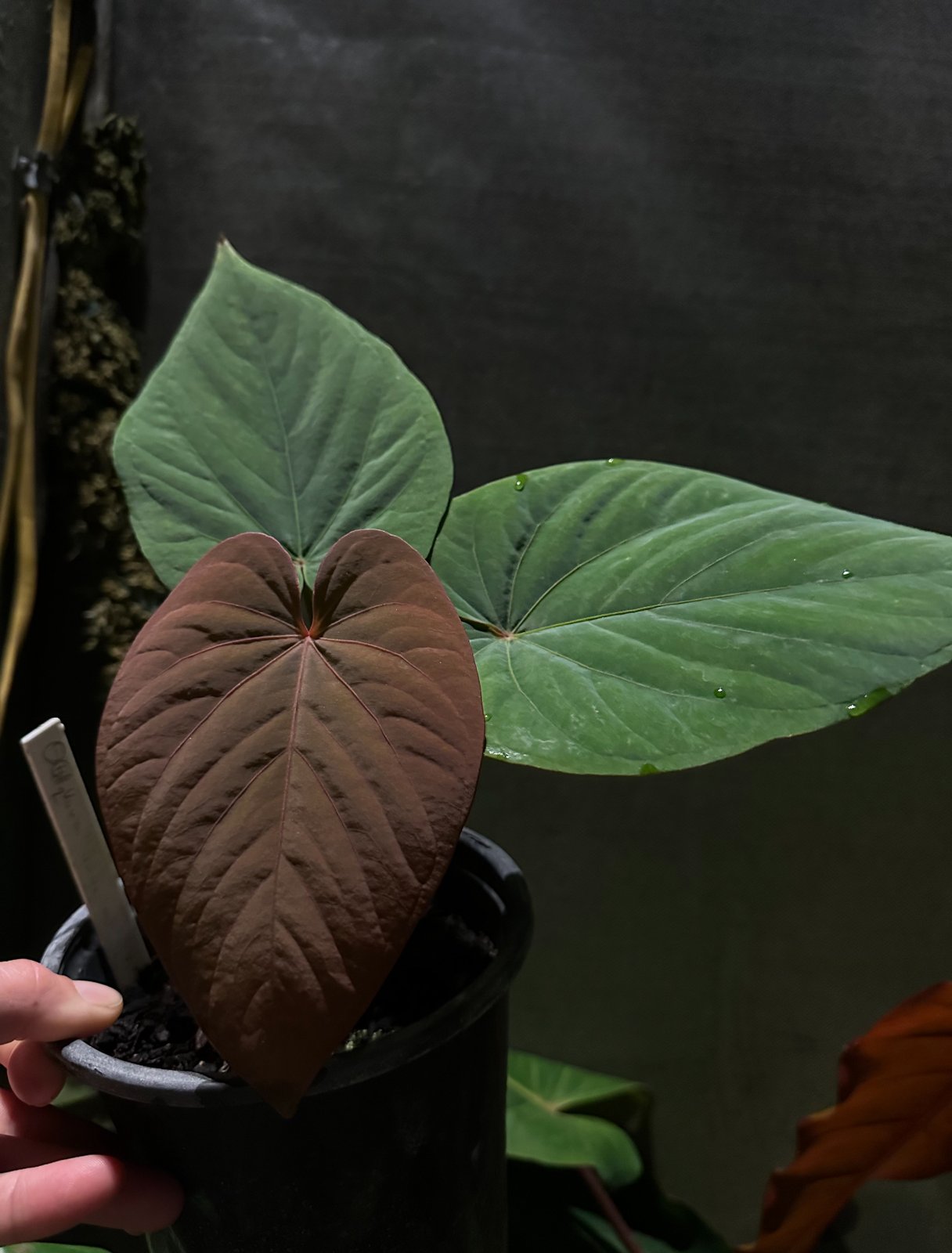 Anthurium kunayalense — NSE Tropicals photo 2