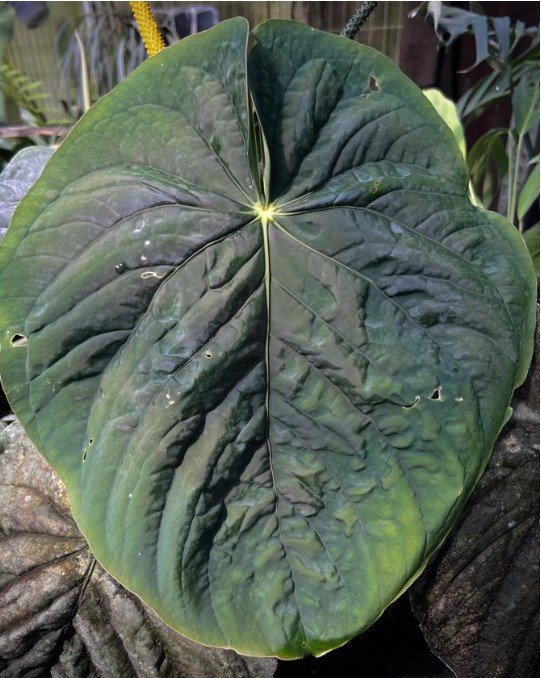 Kunayalense PM7 — Understory Oasis photo 1