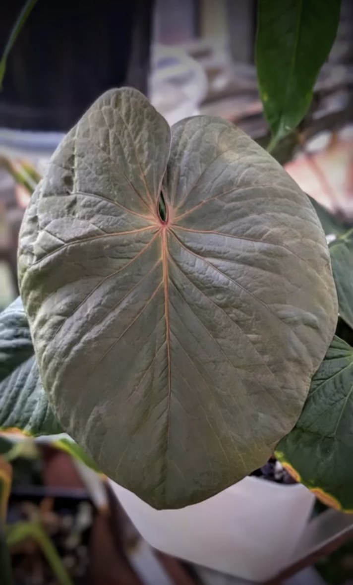 Anthurium kunayalense — The Leaf Gallery photo 1