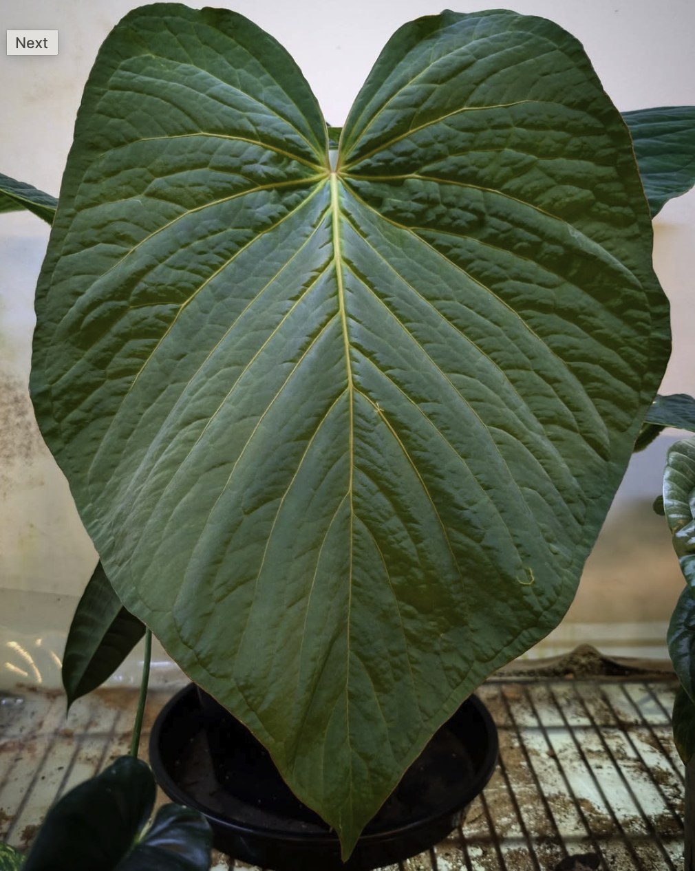 Anthurium kunayalense — The Leaf Gallery photo 2