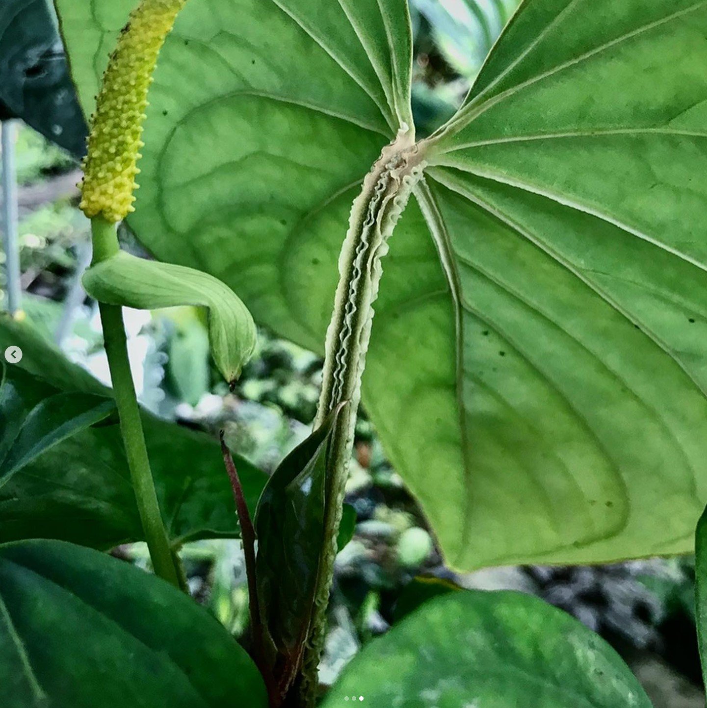 Anthurium kunayalense — Understory Oasis photo 1