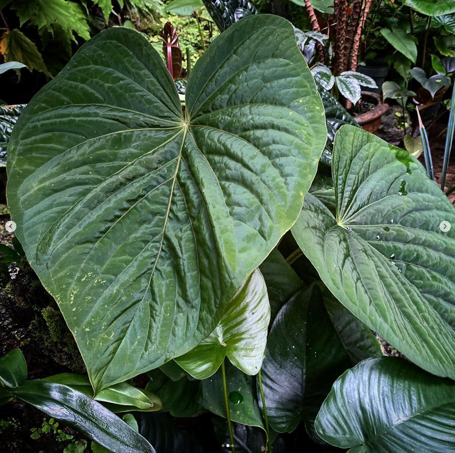Anthurium kunayalense — Understory Oasis photo 2