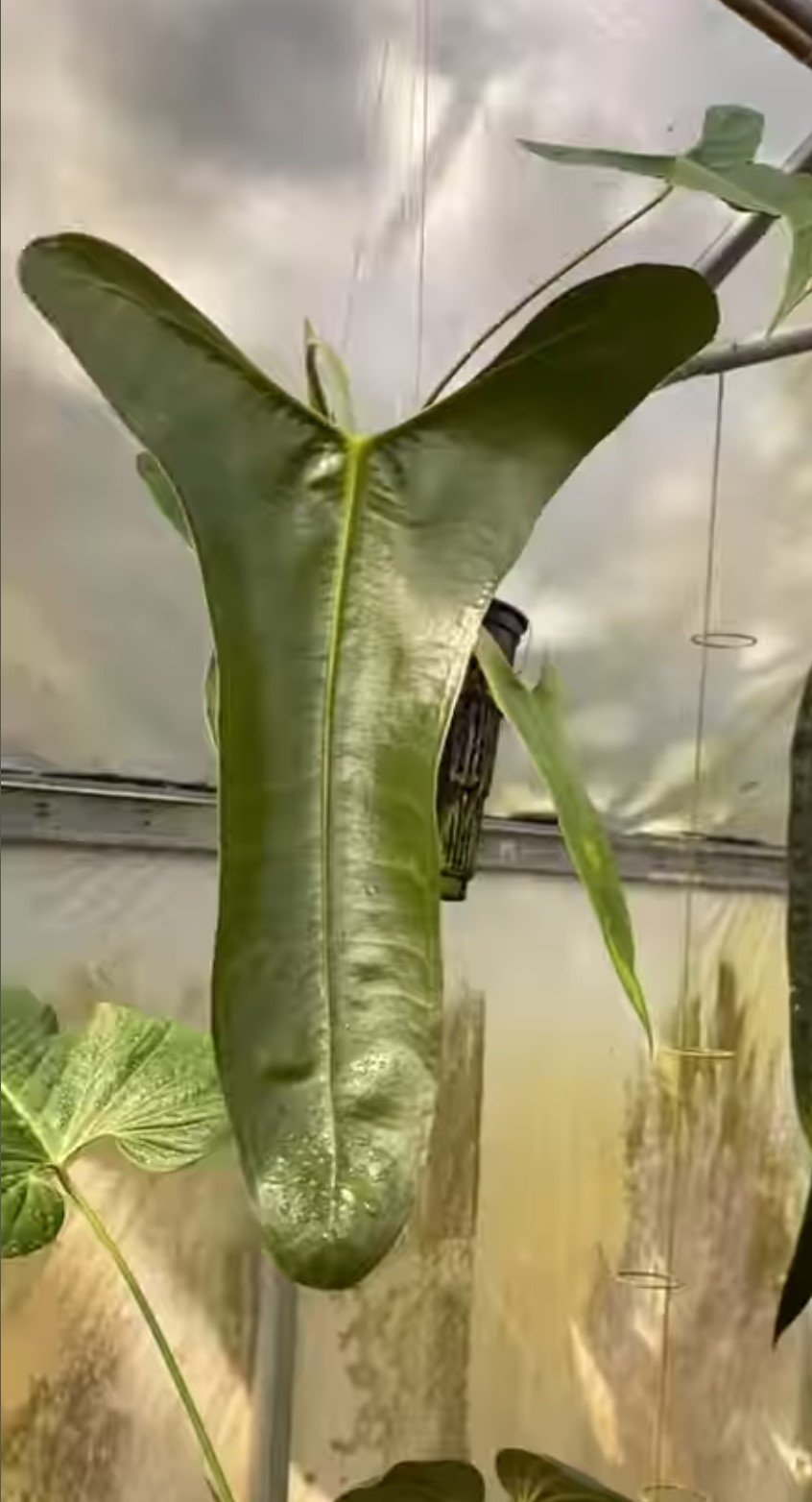 Anthurium longissimilobum — NSE Tropicals photo 1